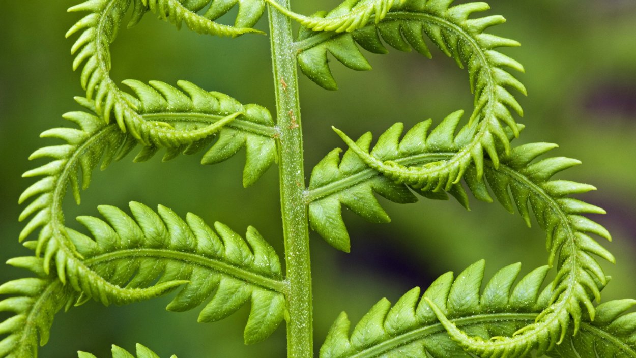 Многоножка обыкновенная Polypodium vulgare