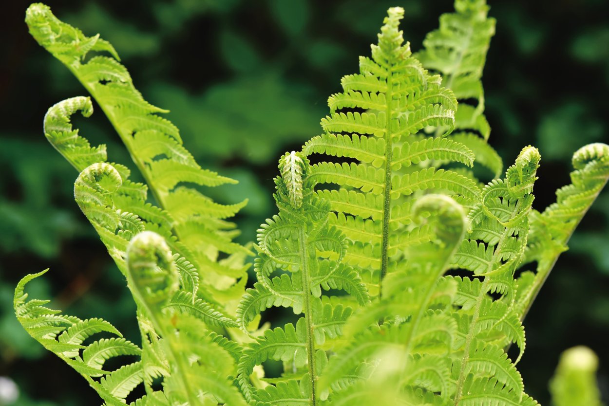 Папоротник Mix Fern