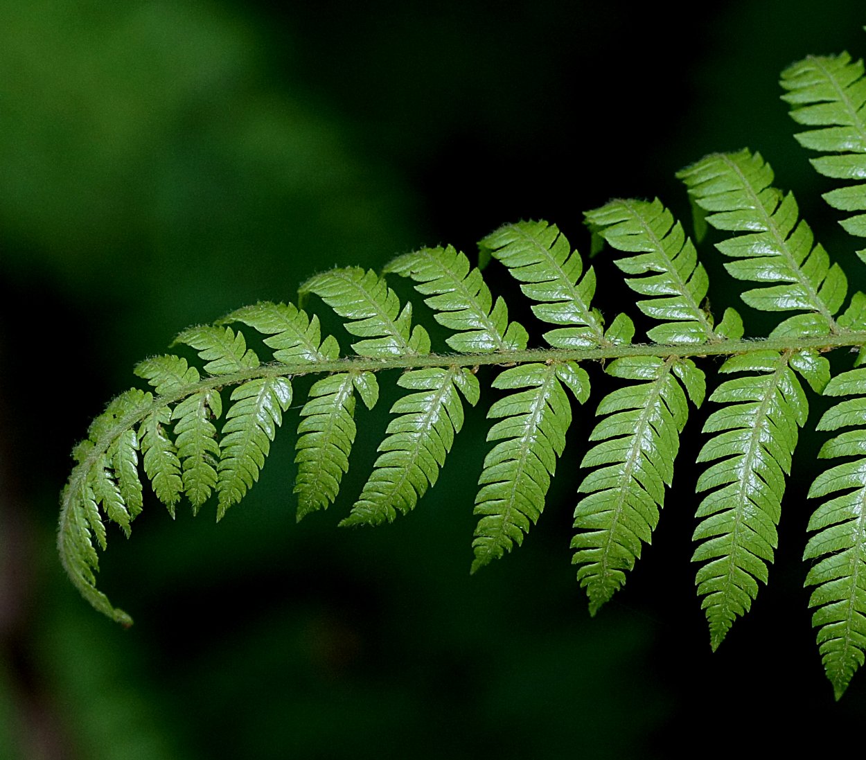 Папоротник thyrsopteris