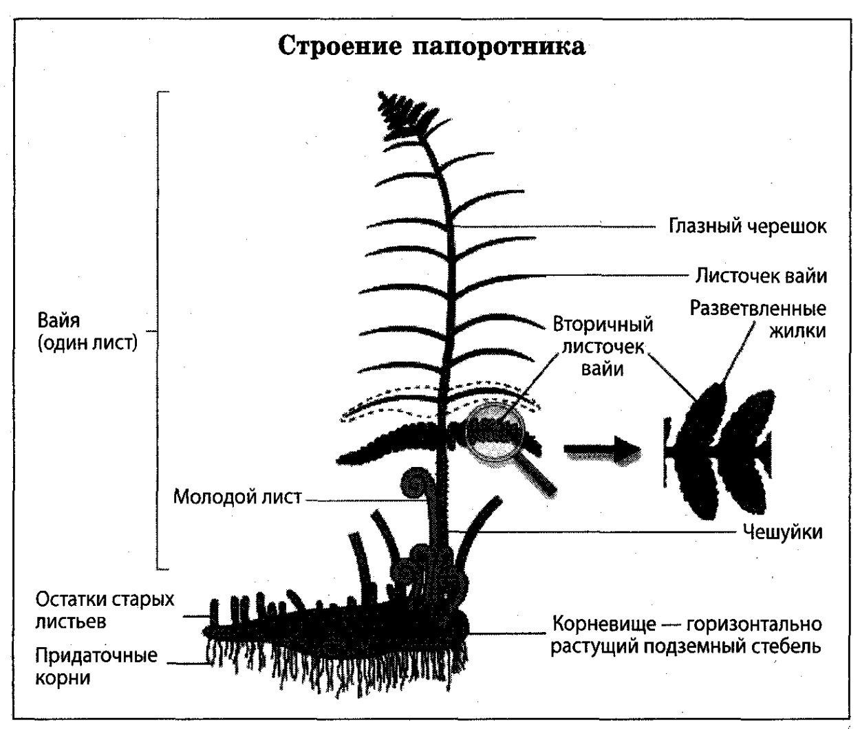 Папоротникообразные растения строение