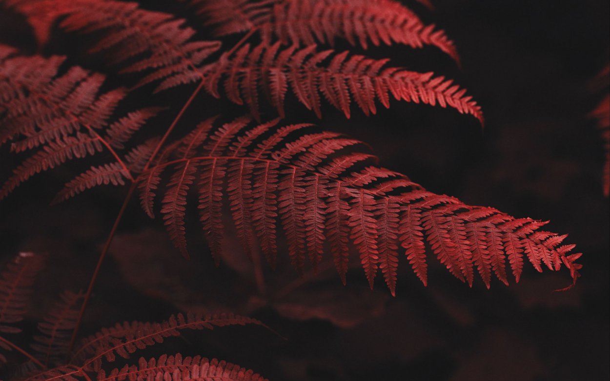 Папоротник Athyrium