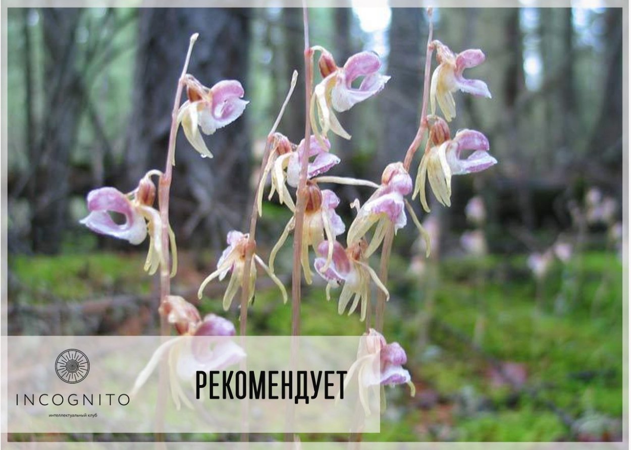 Надбородник безлистный (Epipogium aphyllum)