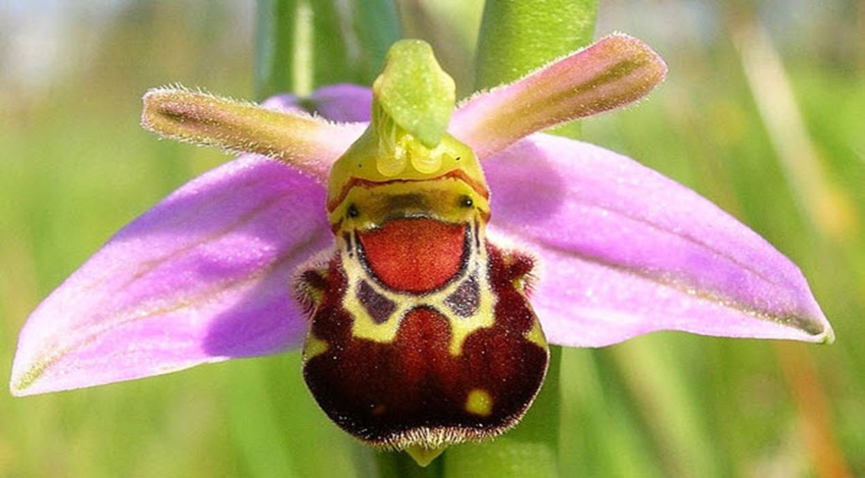 Орхидея «смеющийся Шмель» (Ophrys bomybliflora)