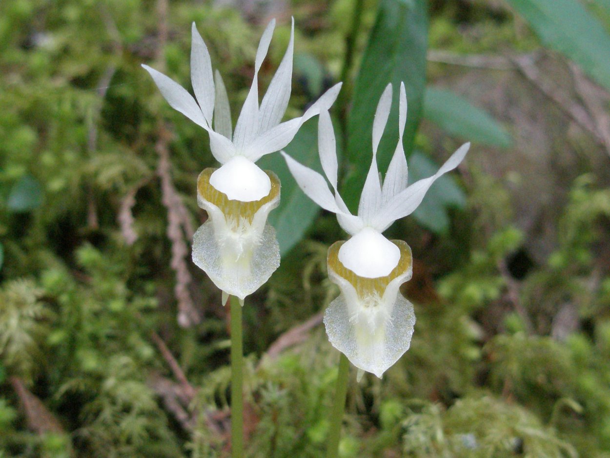 Calypso bulbosa