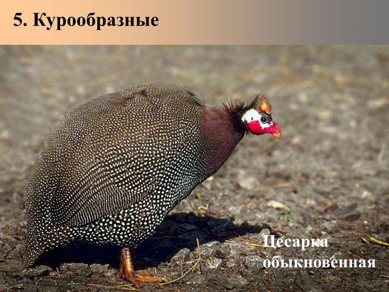 Цесарка смешная