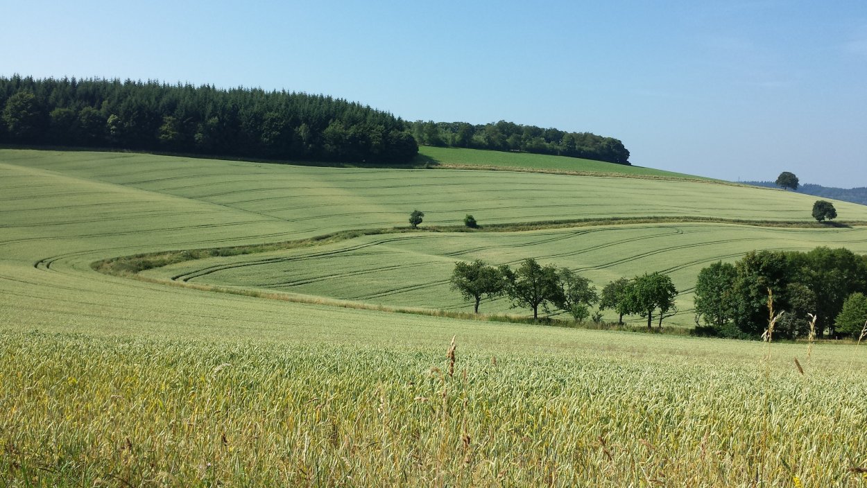 Лугово пастбищный ландшафт