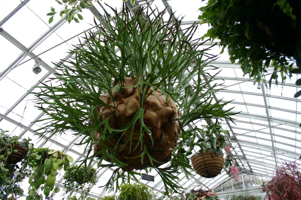 Platycerium alcicorne