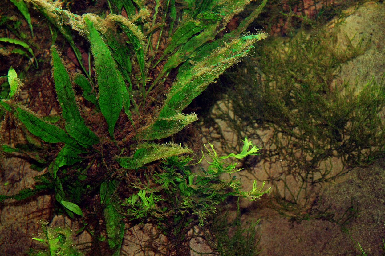 Папоротник таиландский (Microsorum Pteropus)