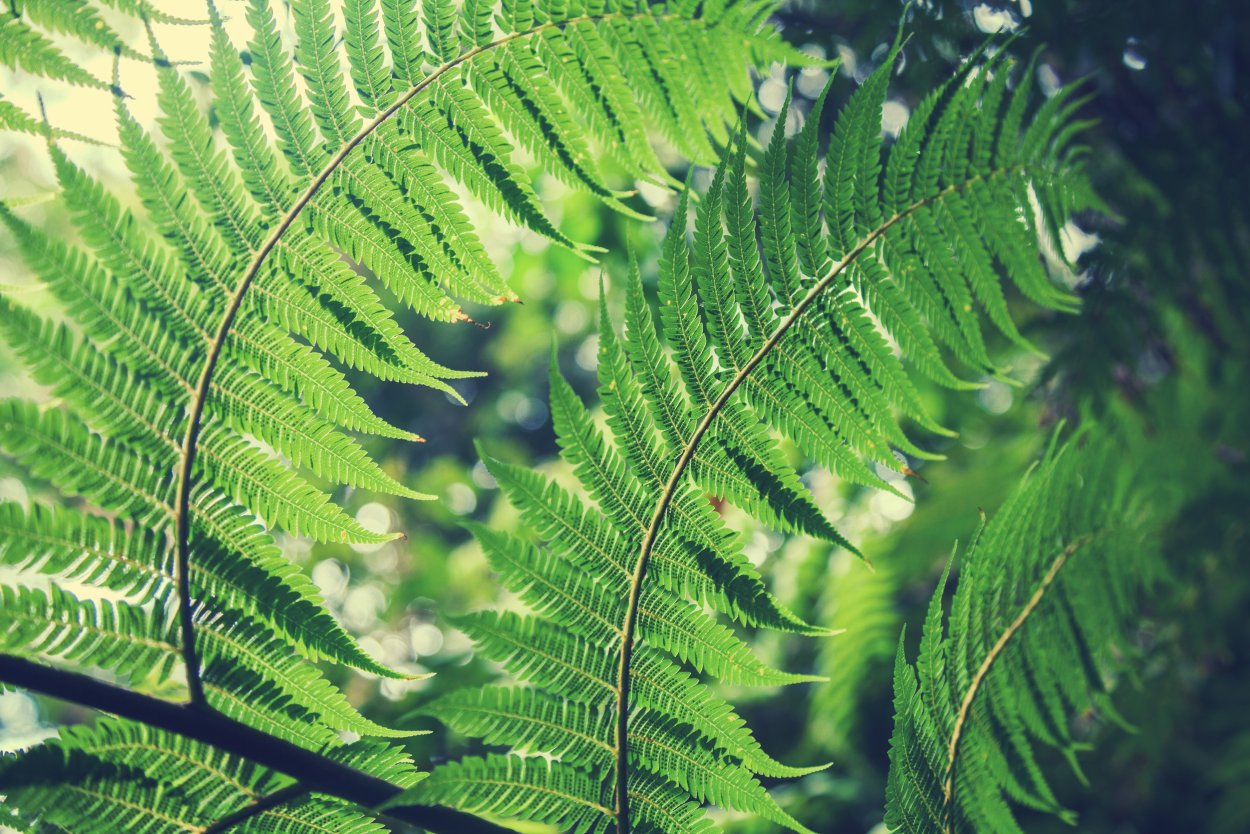 Fork Leaf папоротник