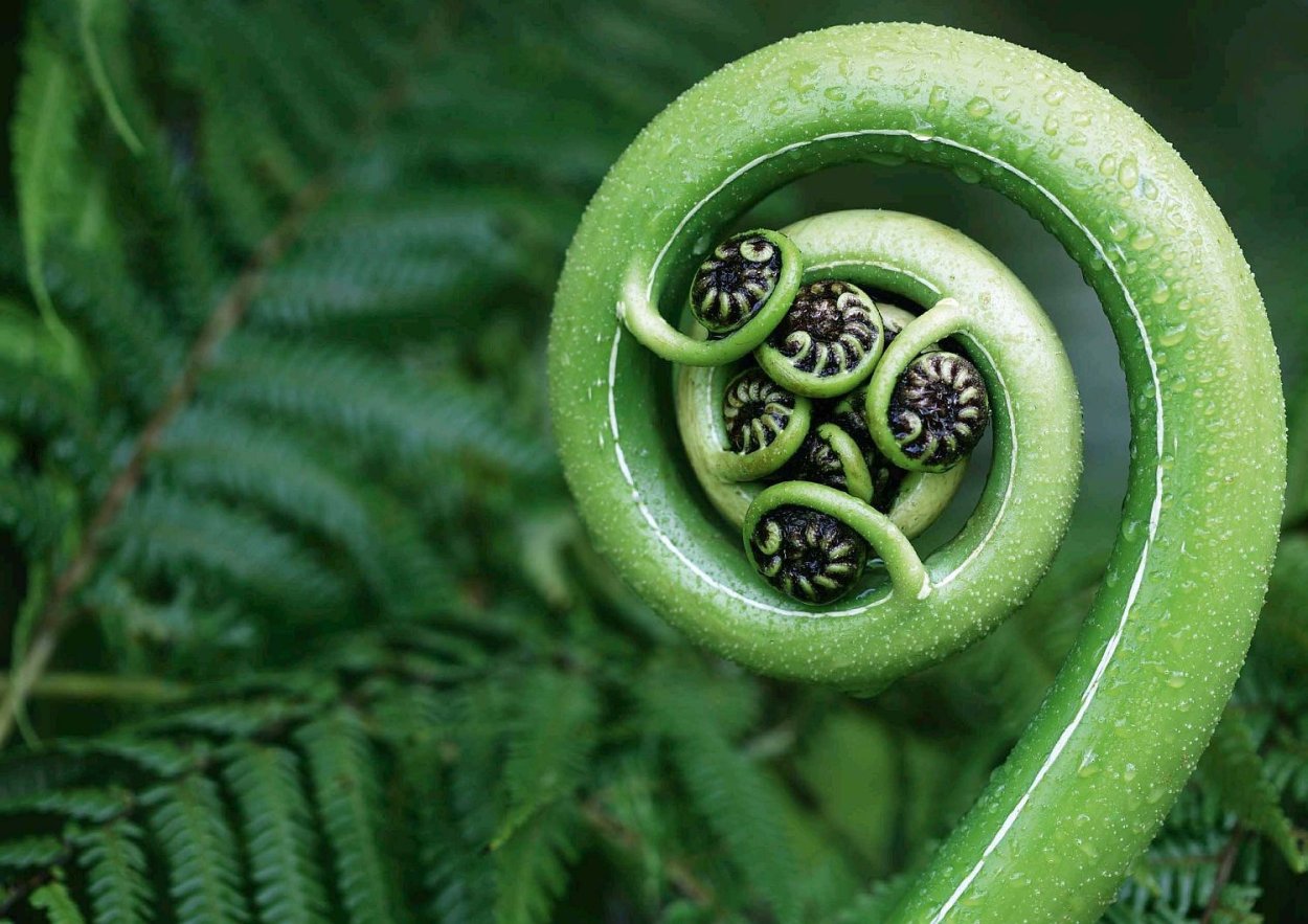 Koru спираль Маори