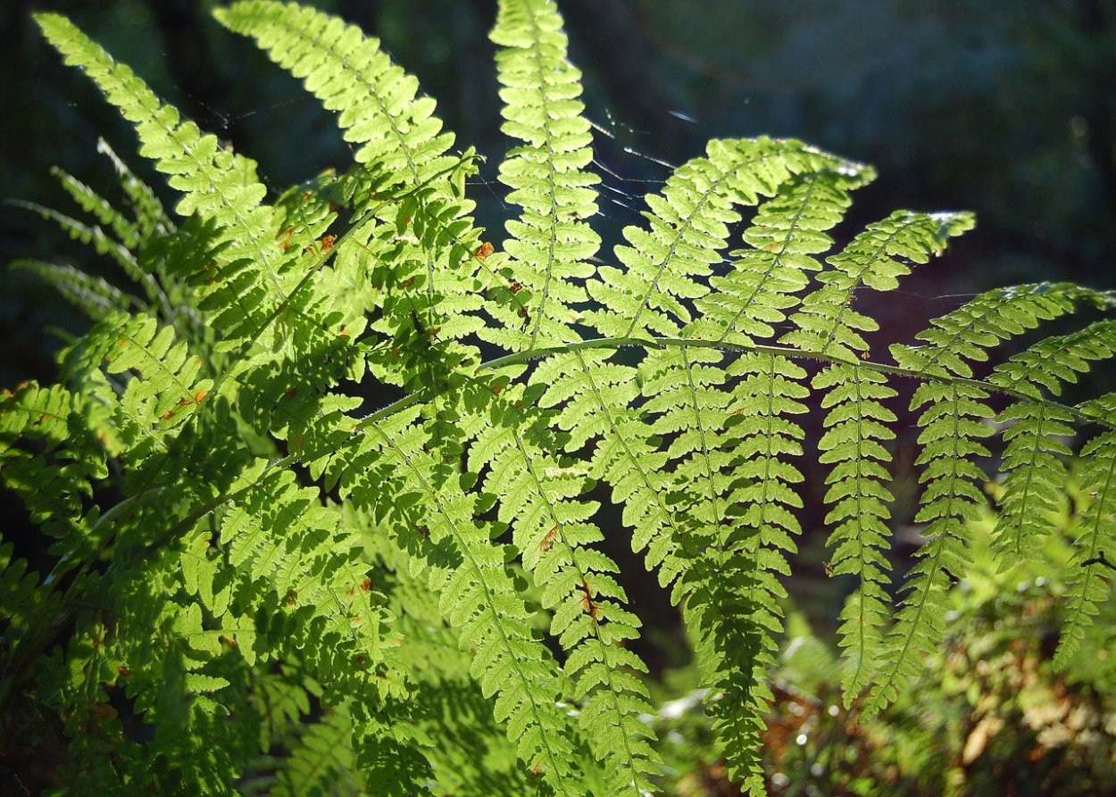 Папоротниковидные (Polypodiophyta)