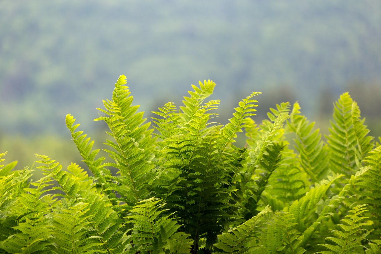 Polystichum shiny Holy Fern