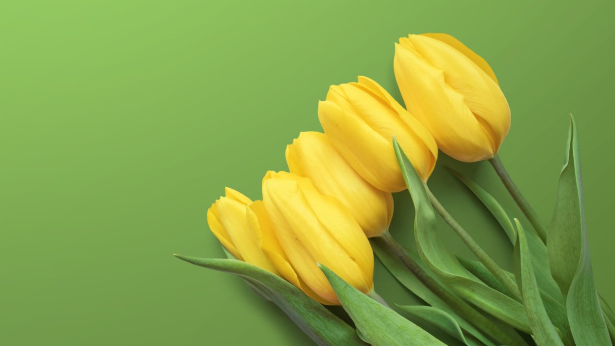 Тюльпан Биберштейна Tulipa biebersteiniana
