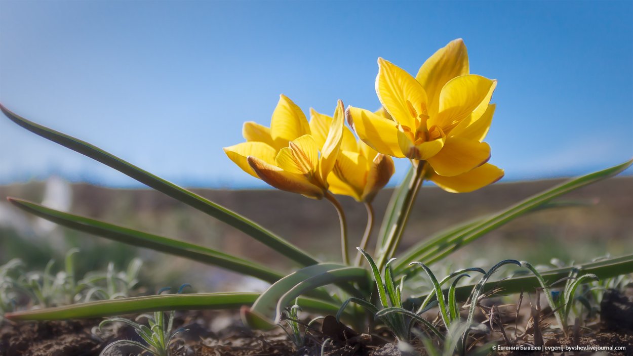 Tulipa Wild цветок
