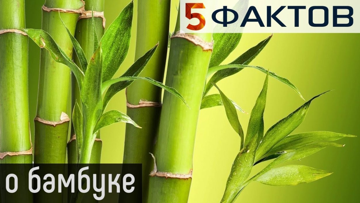 Одинокий цветок