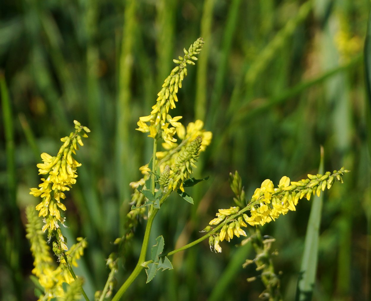 Донник желтый (Melilotus officinalis)
