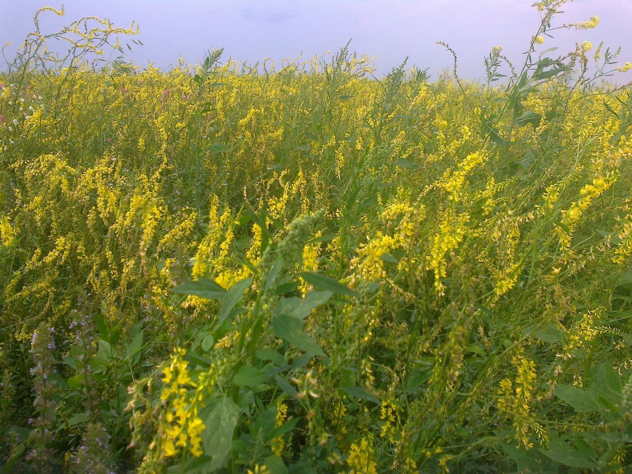 Донник желтый силос