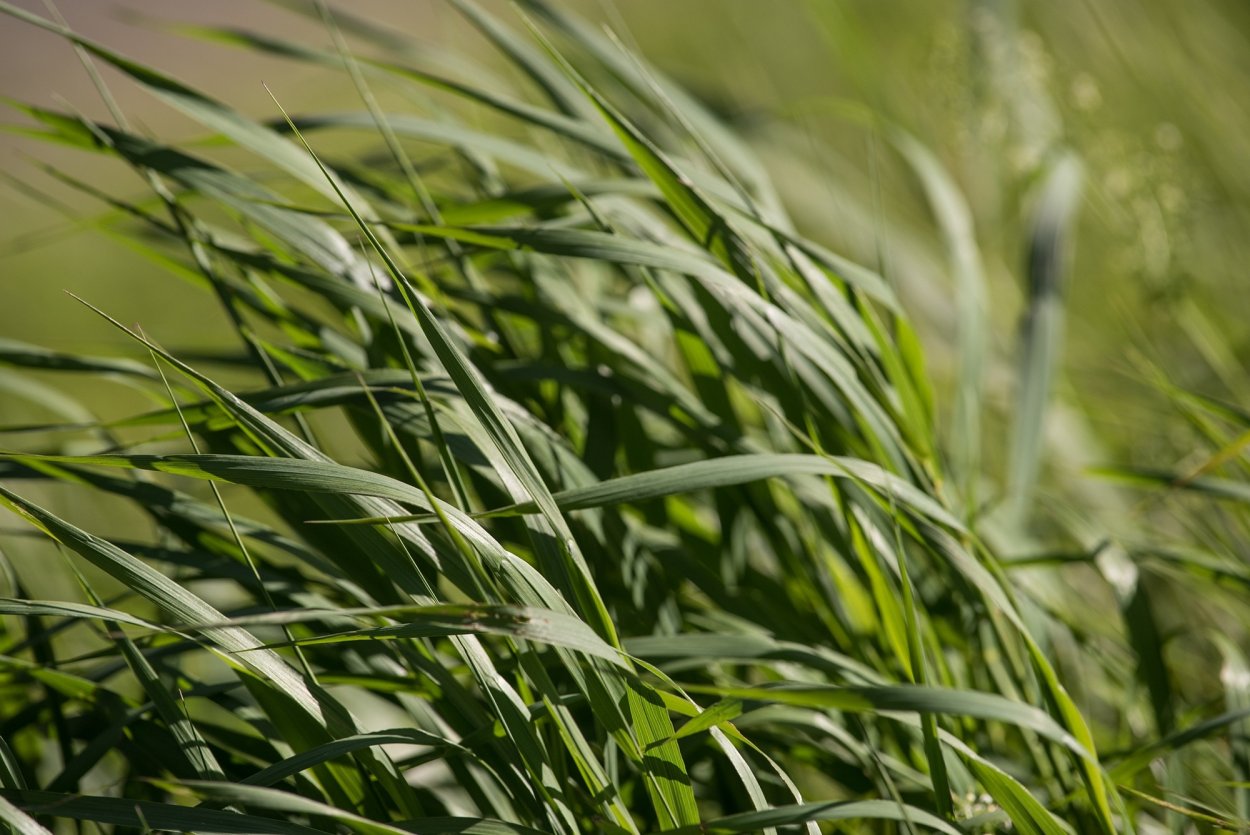 Овсяница Луговая Festuca