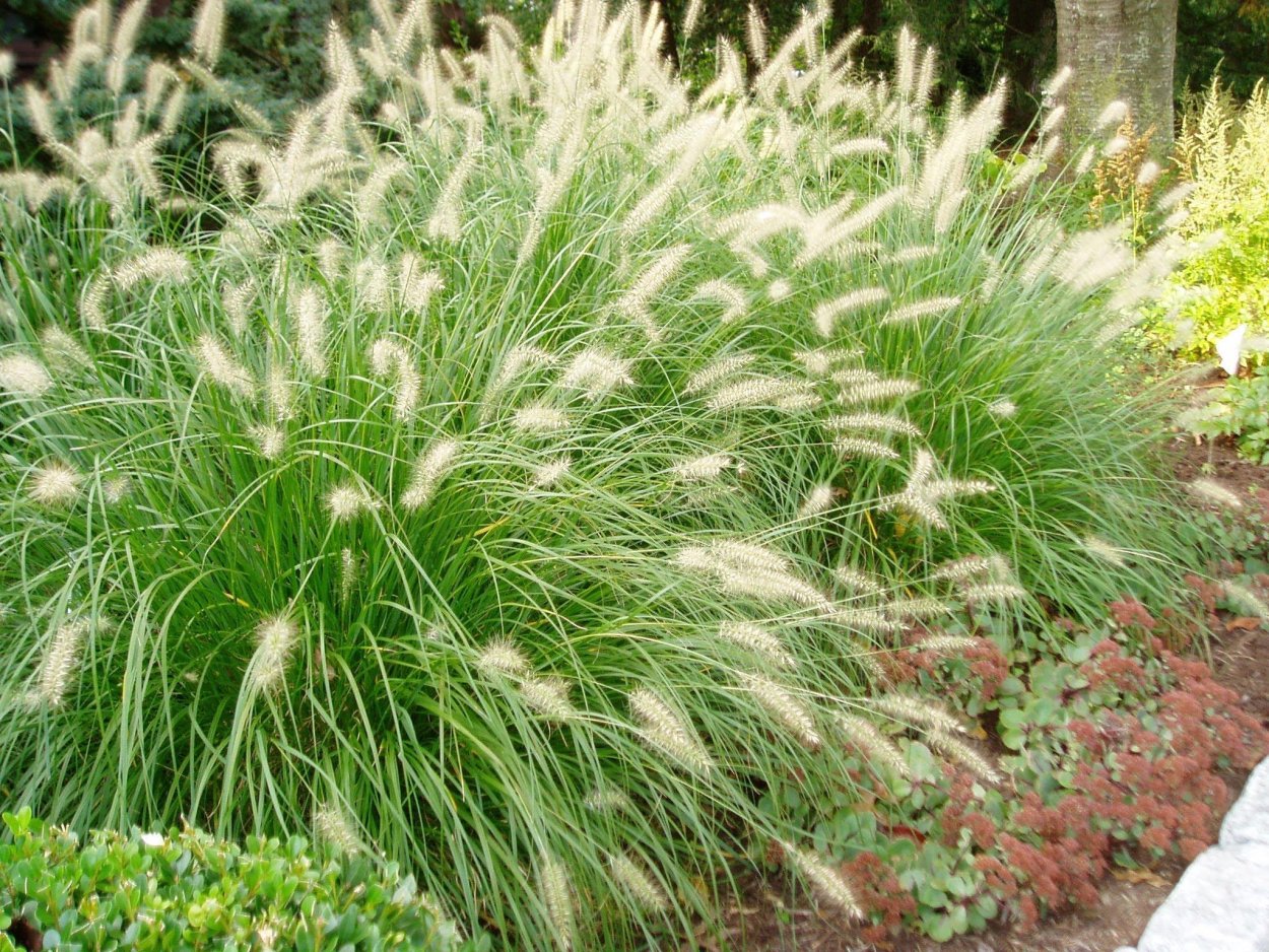 Овсяница Луговая (Festuca pratensis)
