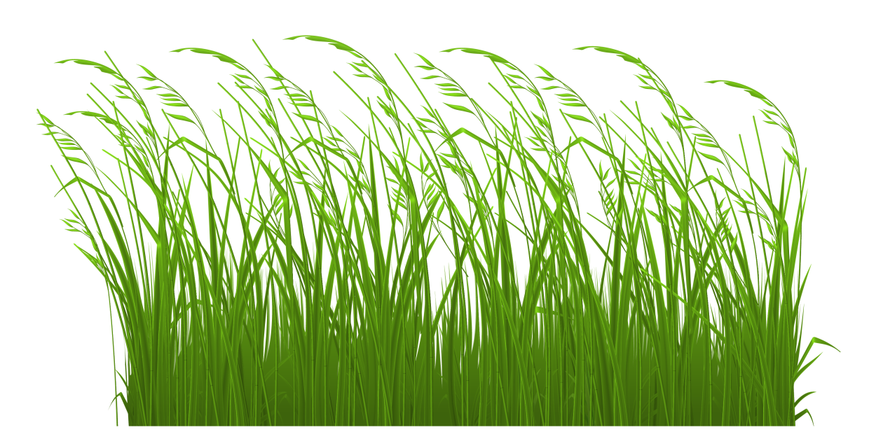 Овсяница Луговая (Festuca rubra