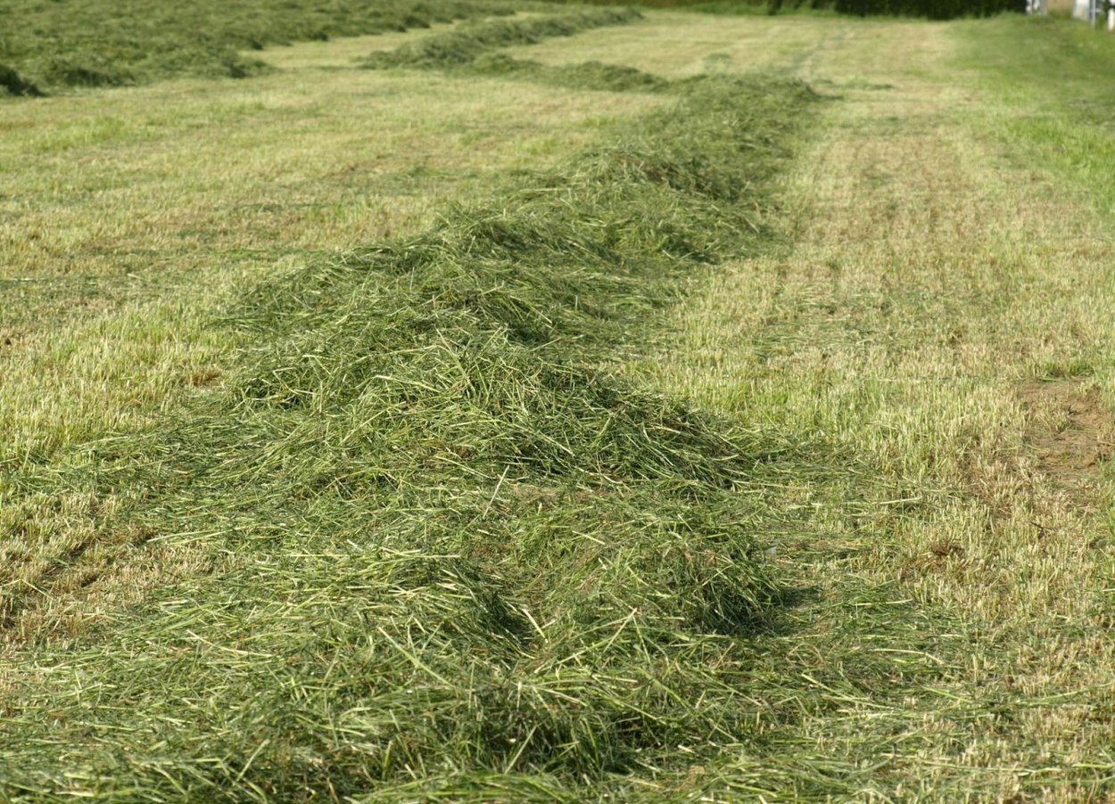 Touch some grass