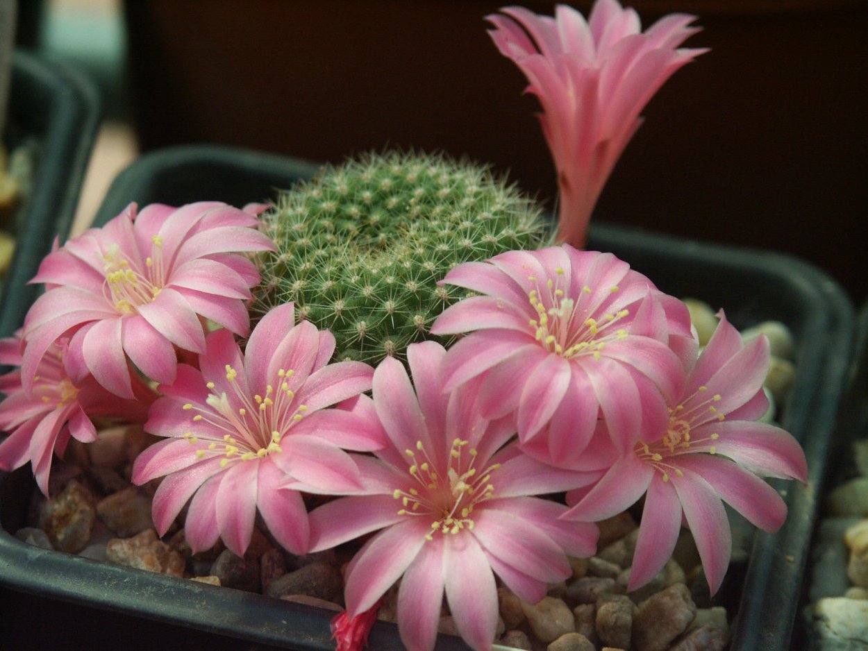 Grow Epiphyllum Cactus