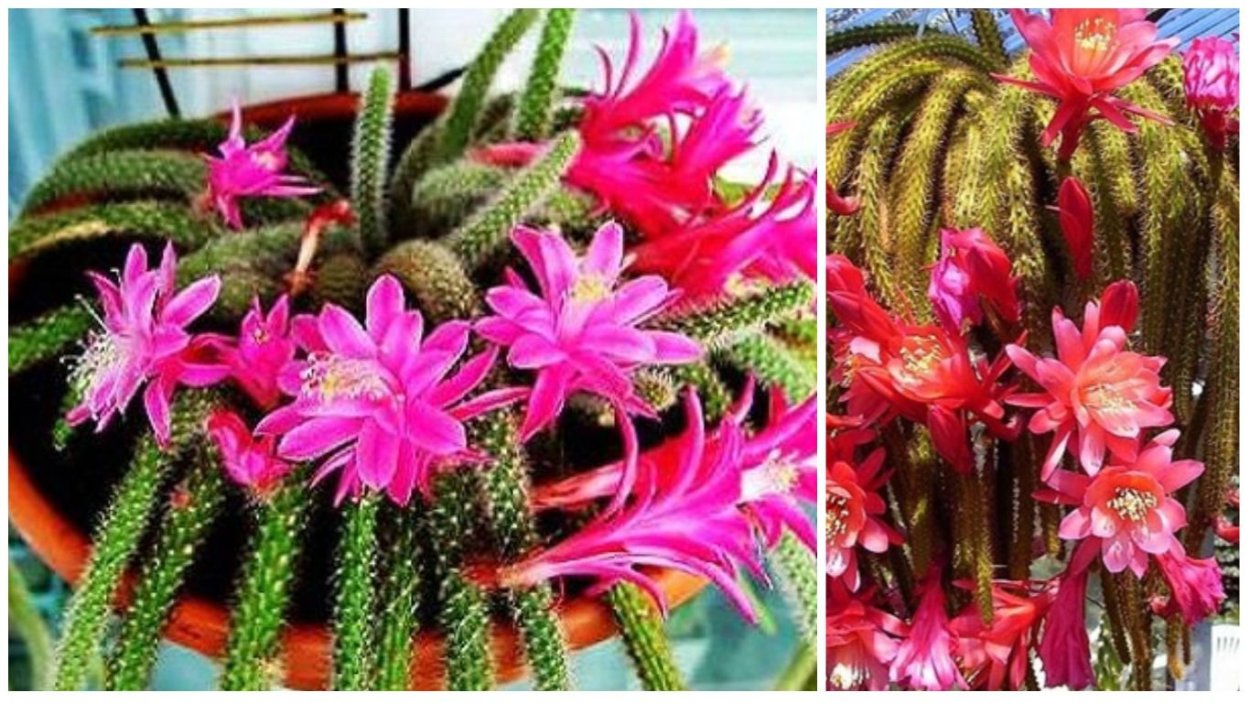 Апорокактус плетевидный (Aporocactus)