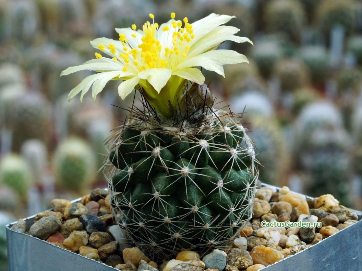 Copiapoa tigrillensis