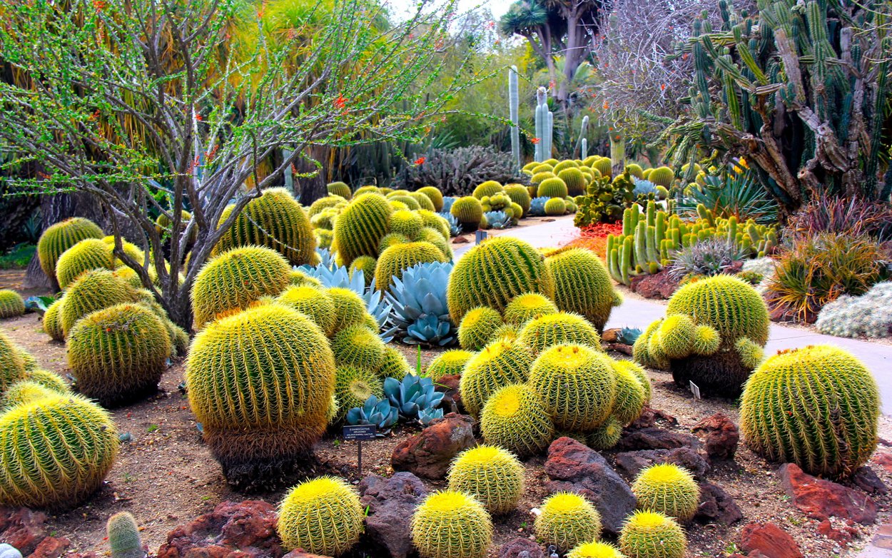 Кактусы Южной Америки