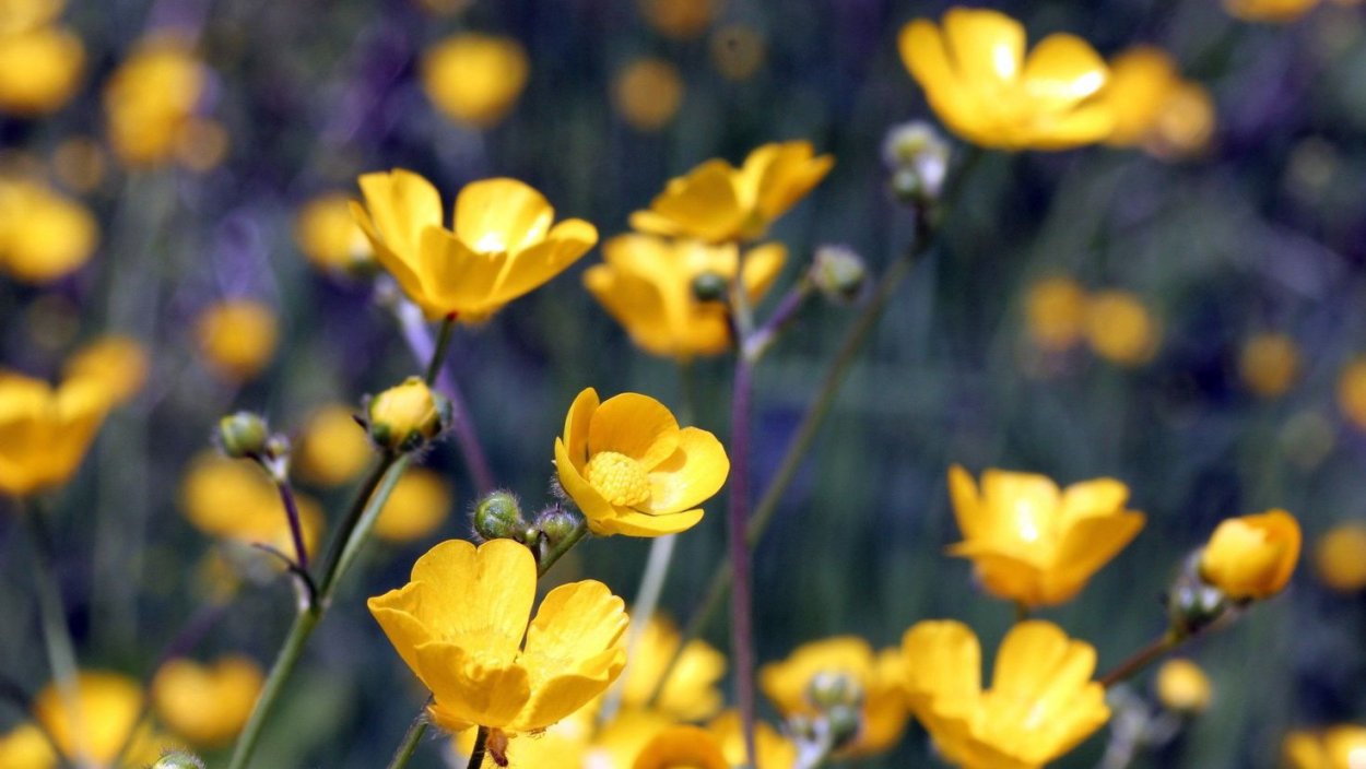 Лютик едкий