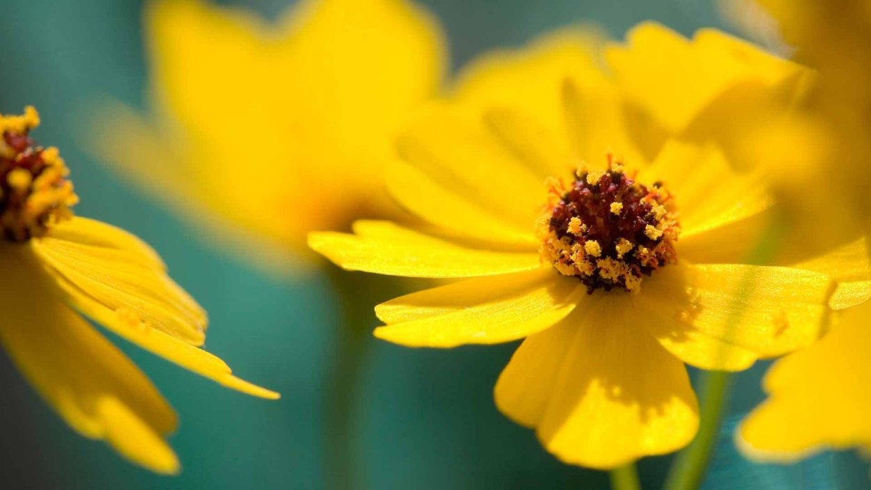 Цветы желтого цвета
