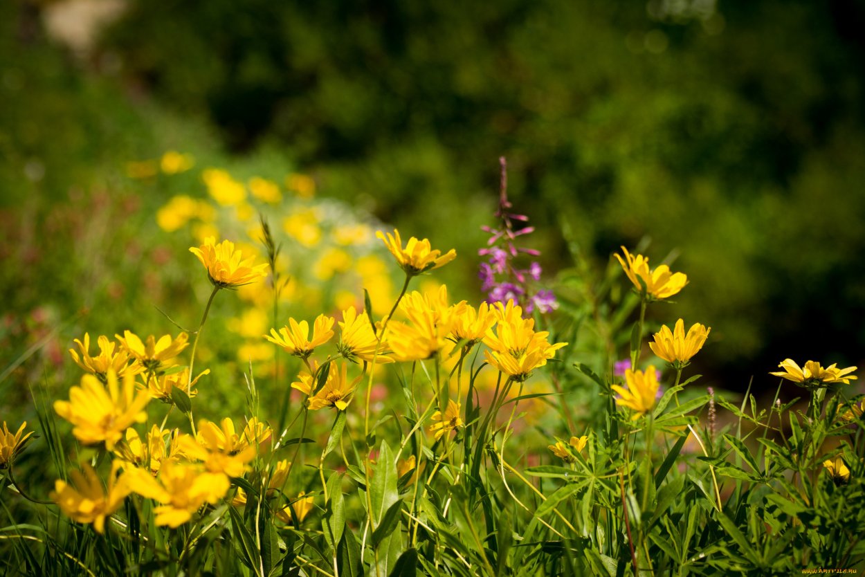 Цветы Луга желтые