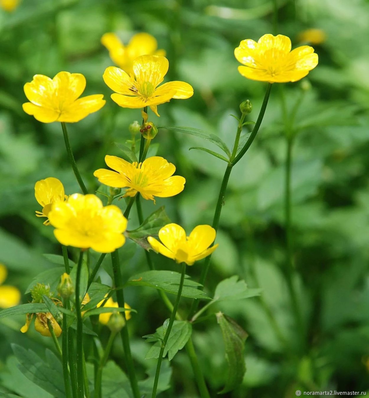 Лютик Луговой