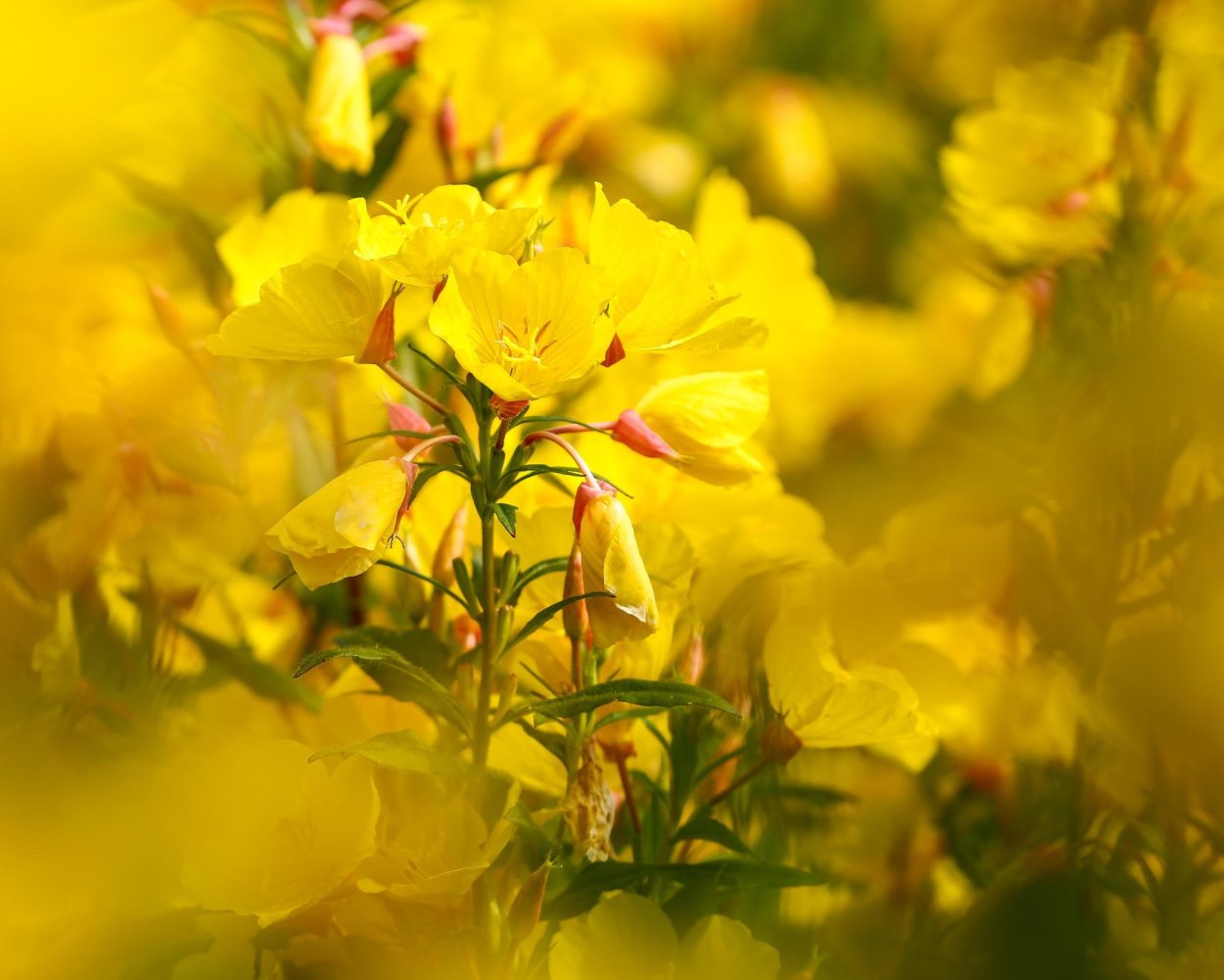 Лето в жёлтых тонах