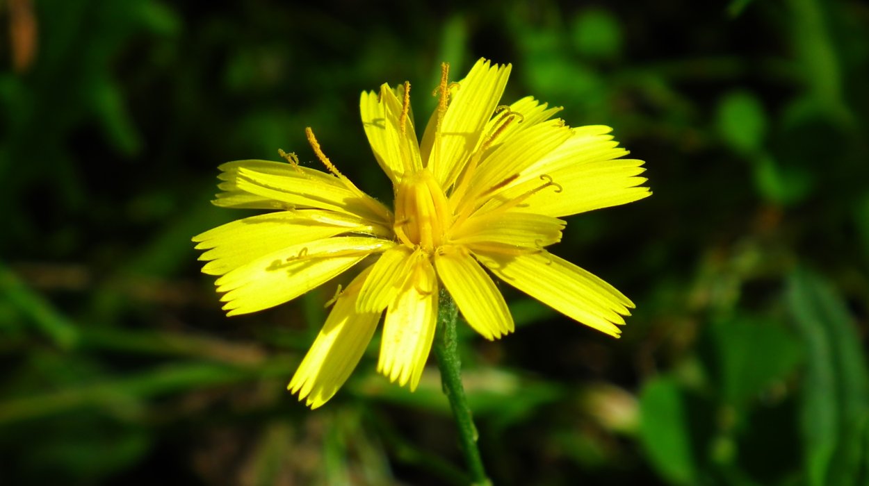 Желтые Лесные цветы