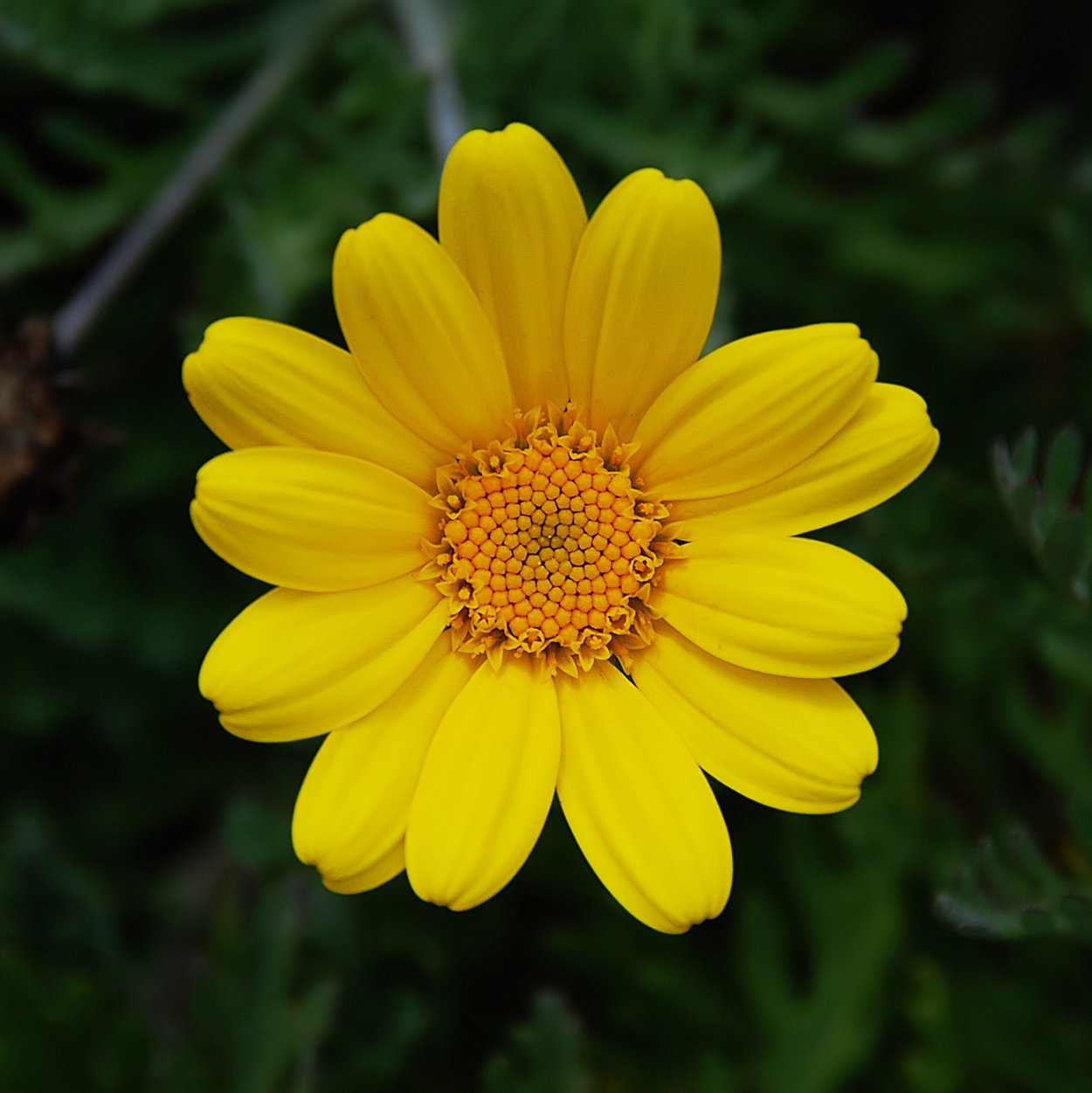 Желтые ромашки цветочки