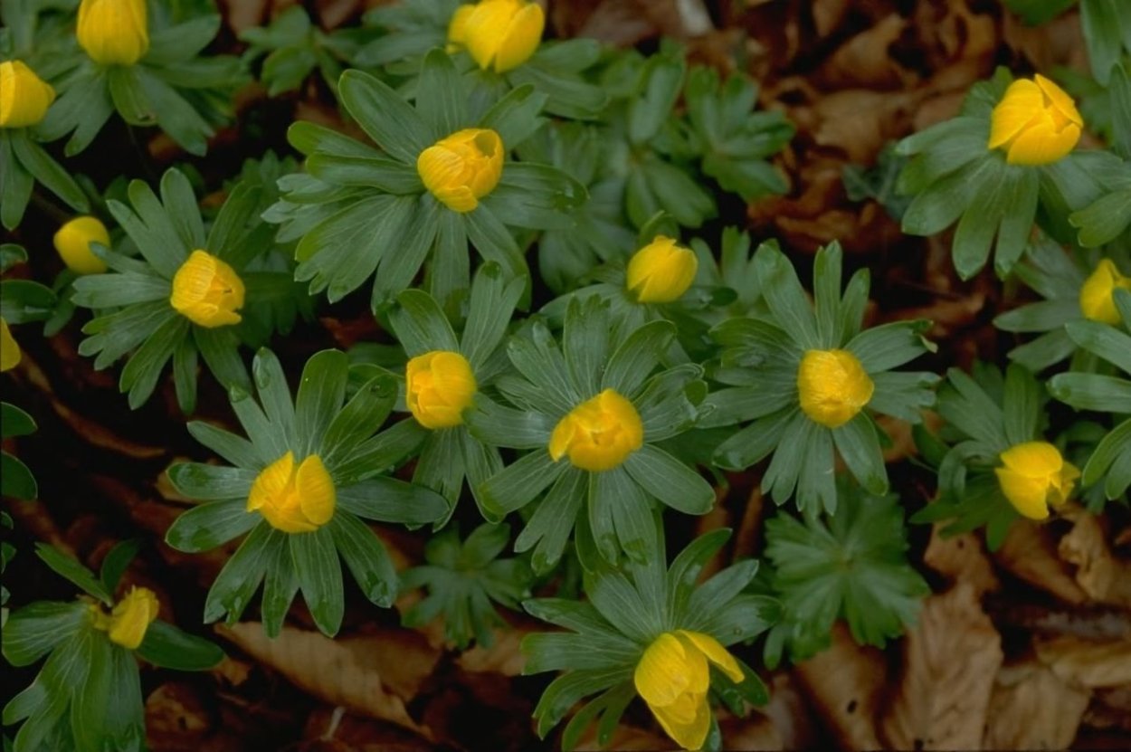 Калужница купальница