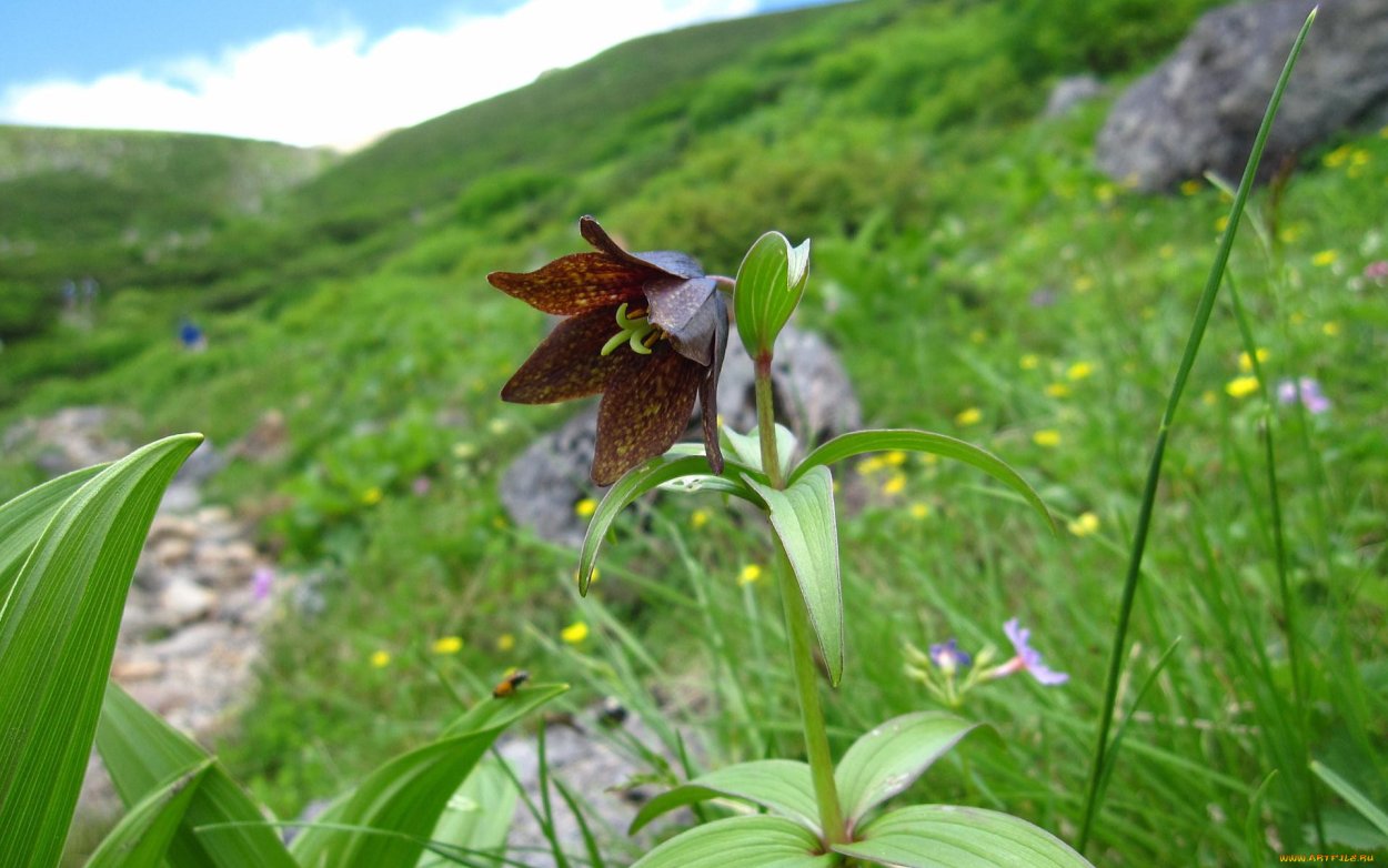 Рябчик русский Fritillaria ruthenica