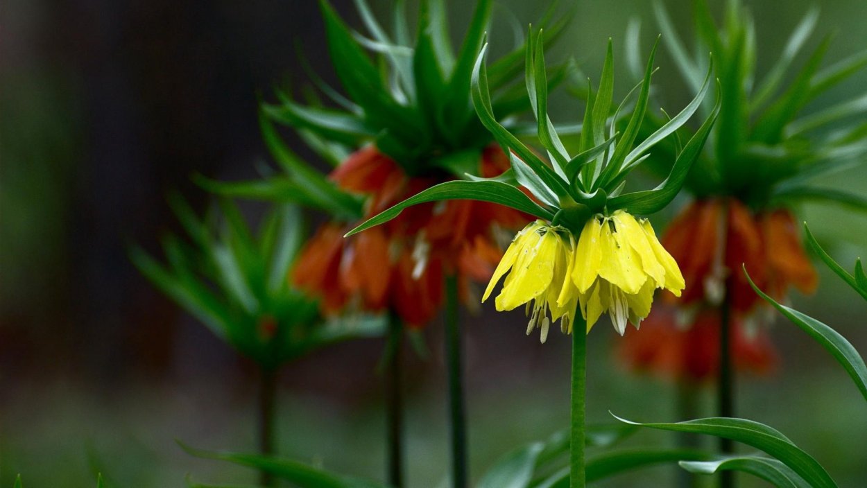 Рябчик русский Fritillaria ruthenica