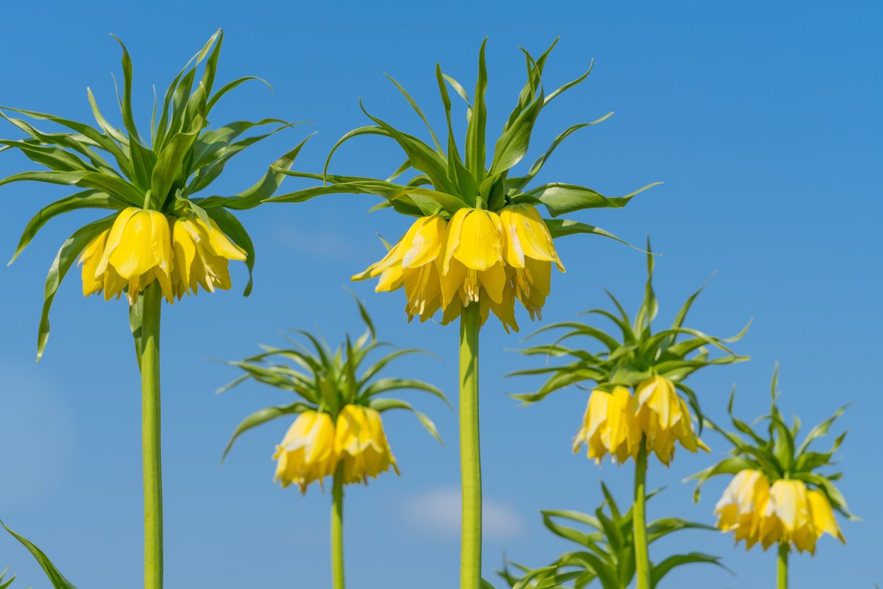 Рябчик шахматный Fritillaria meleagris