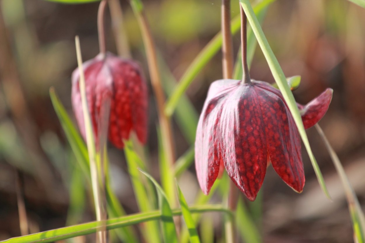 Рябчик шахматный Fritillaria meleagris