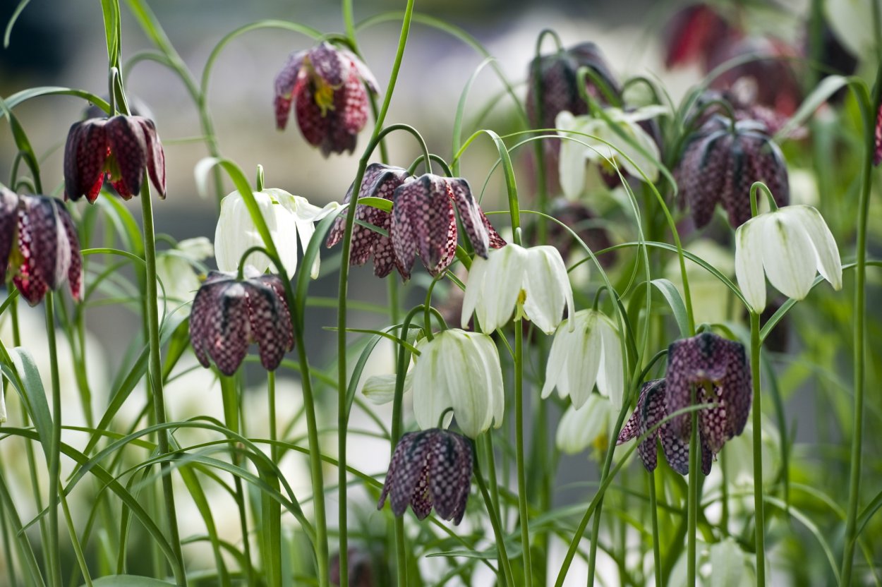 Holland Bulbs рябчик шахматный
