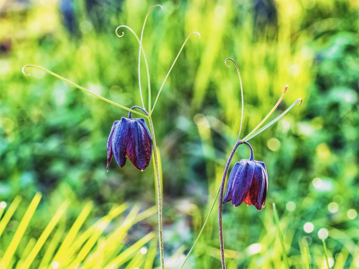 Рябчик шахматный Fritillaria meleagris