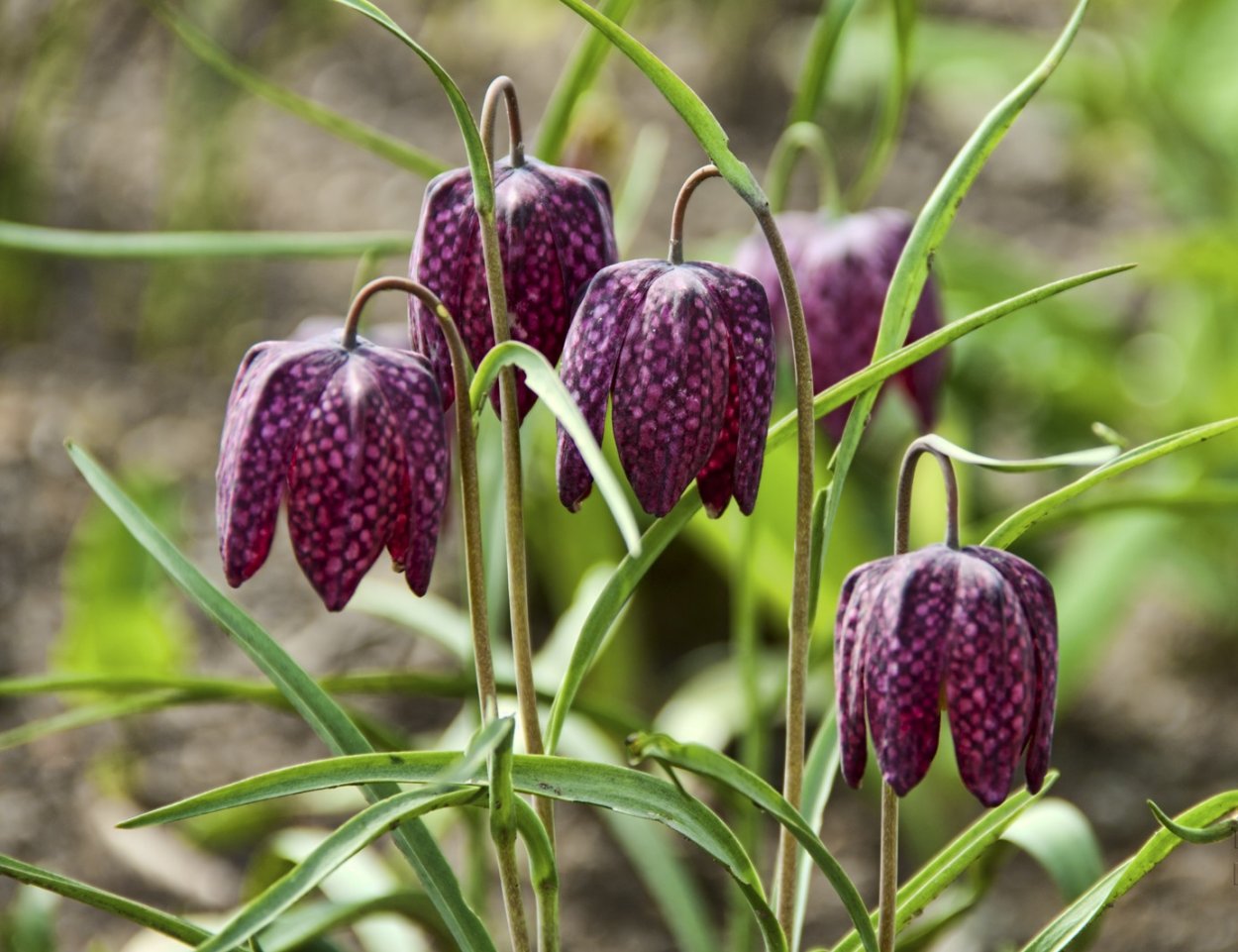 Рябчик шахматный Fritillaria meleagris