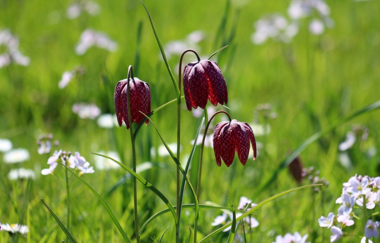 Holland Bulbs рябчик шахматный