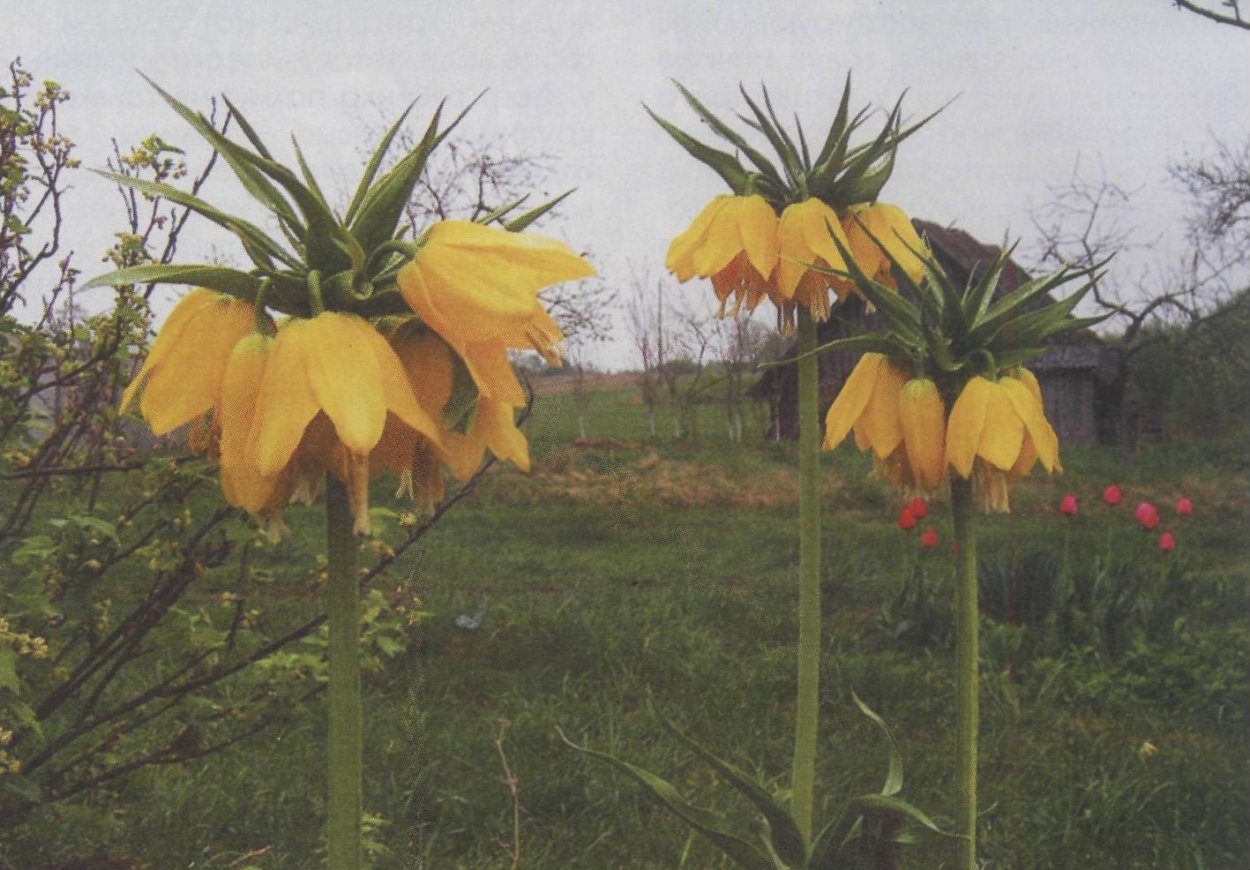 Рябчик русский Fritillaria ruthenica