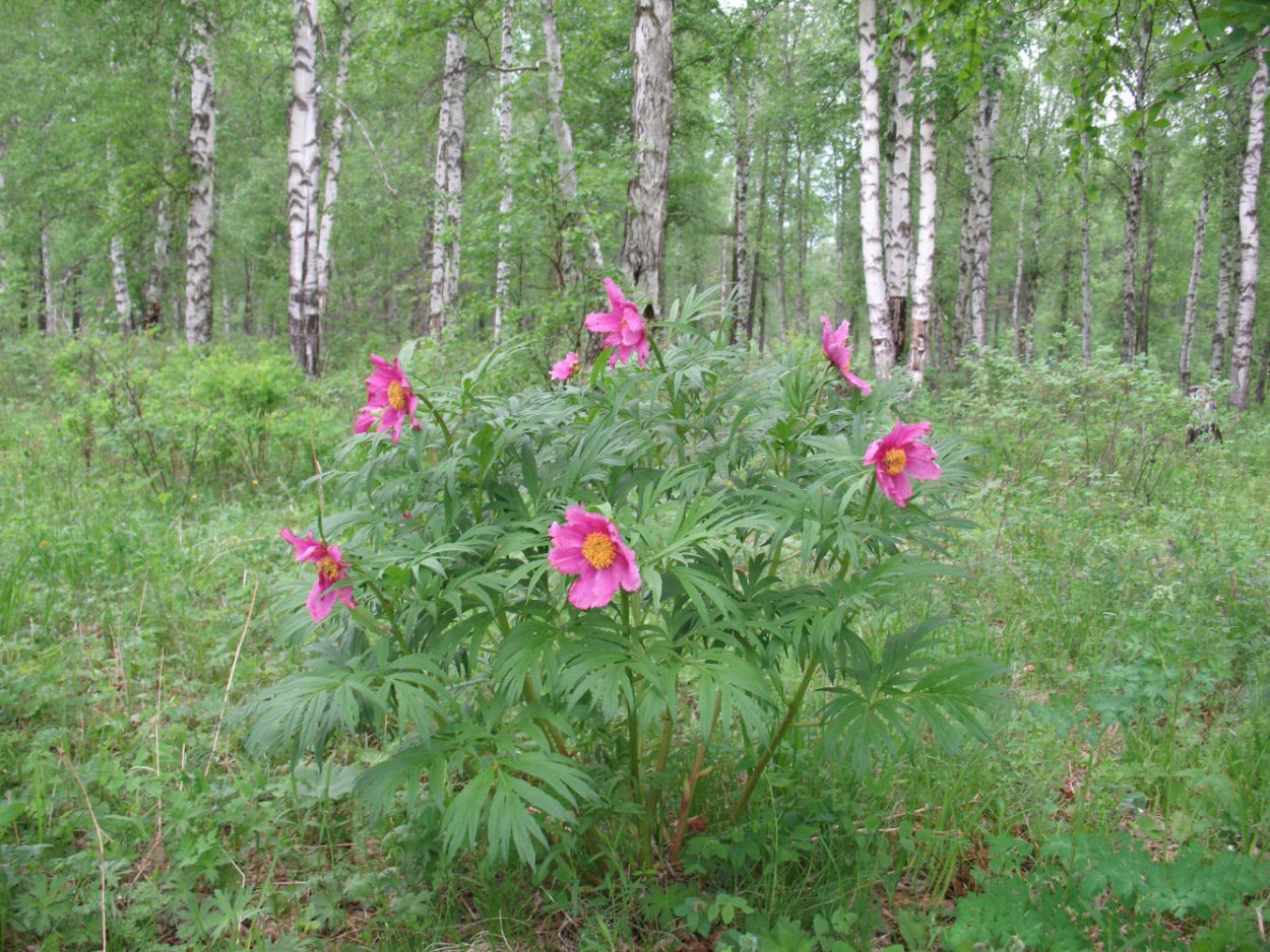 Пион Лесной Марьин корень