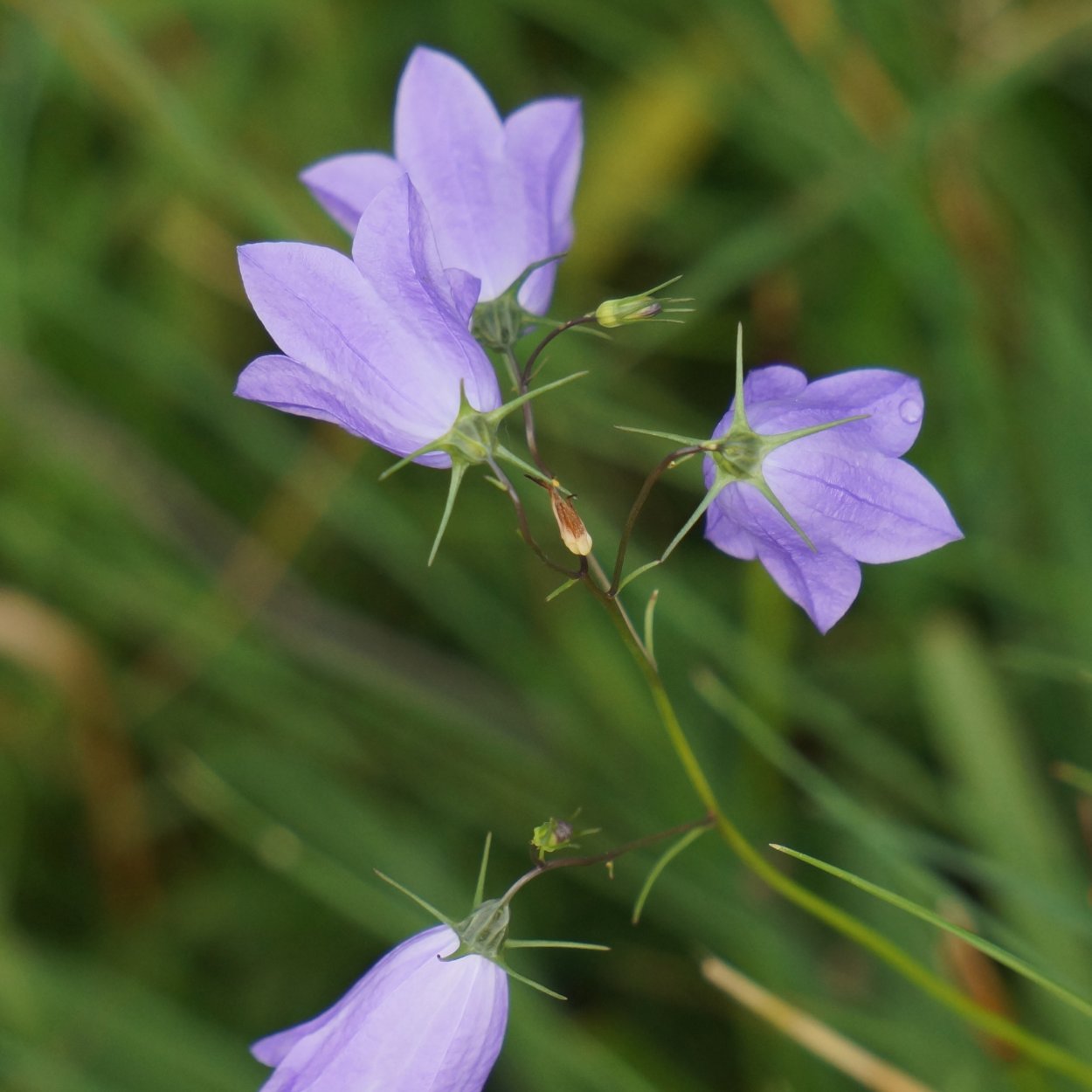 Колокольчик Кампана Lilac