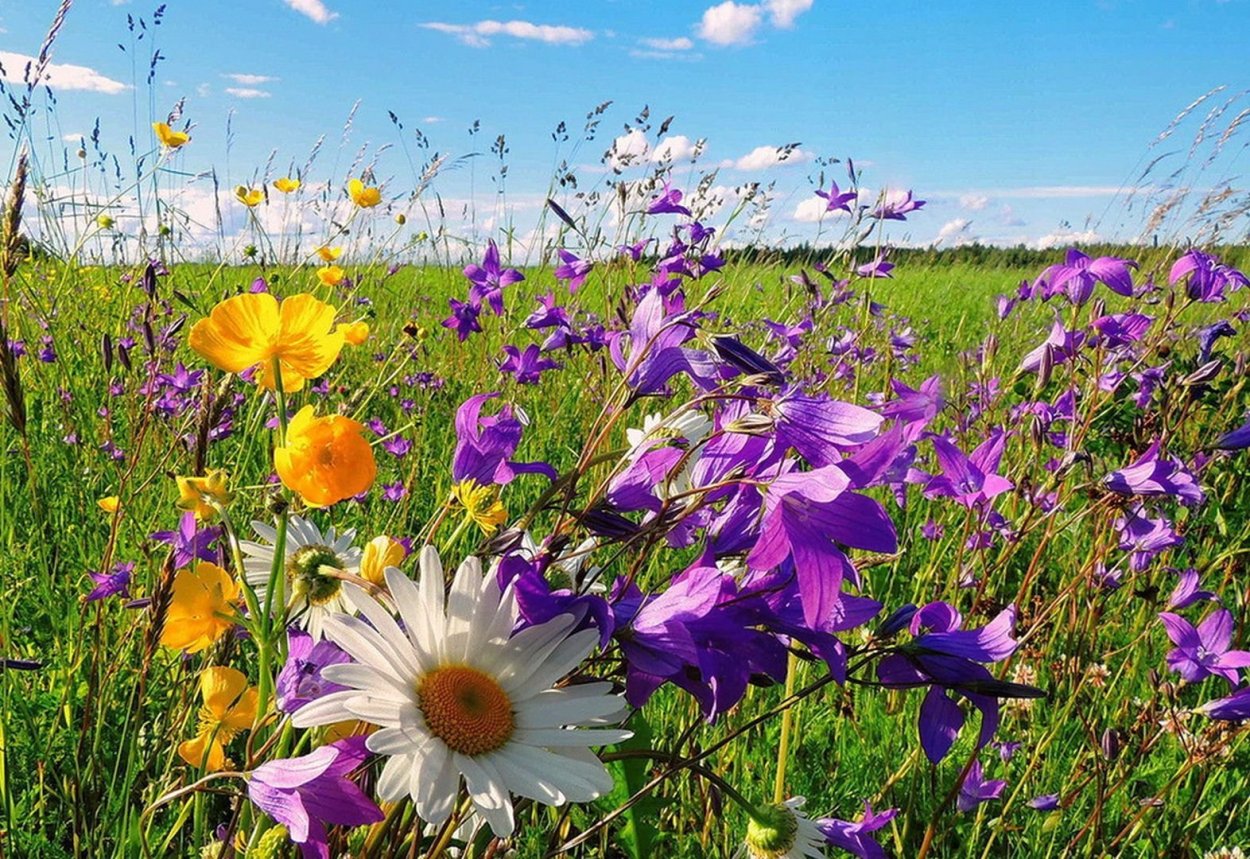 Летний букет