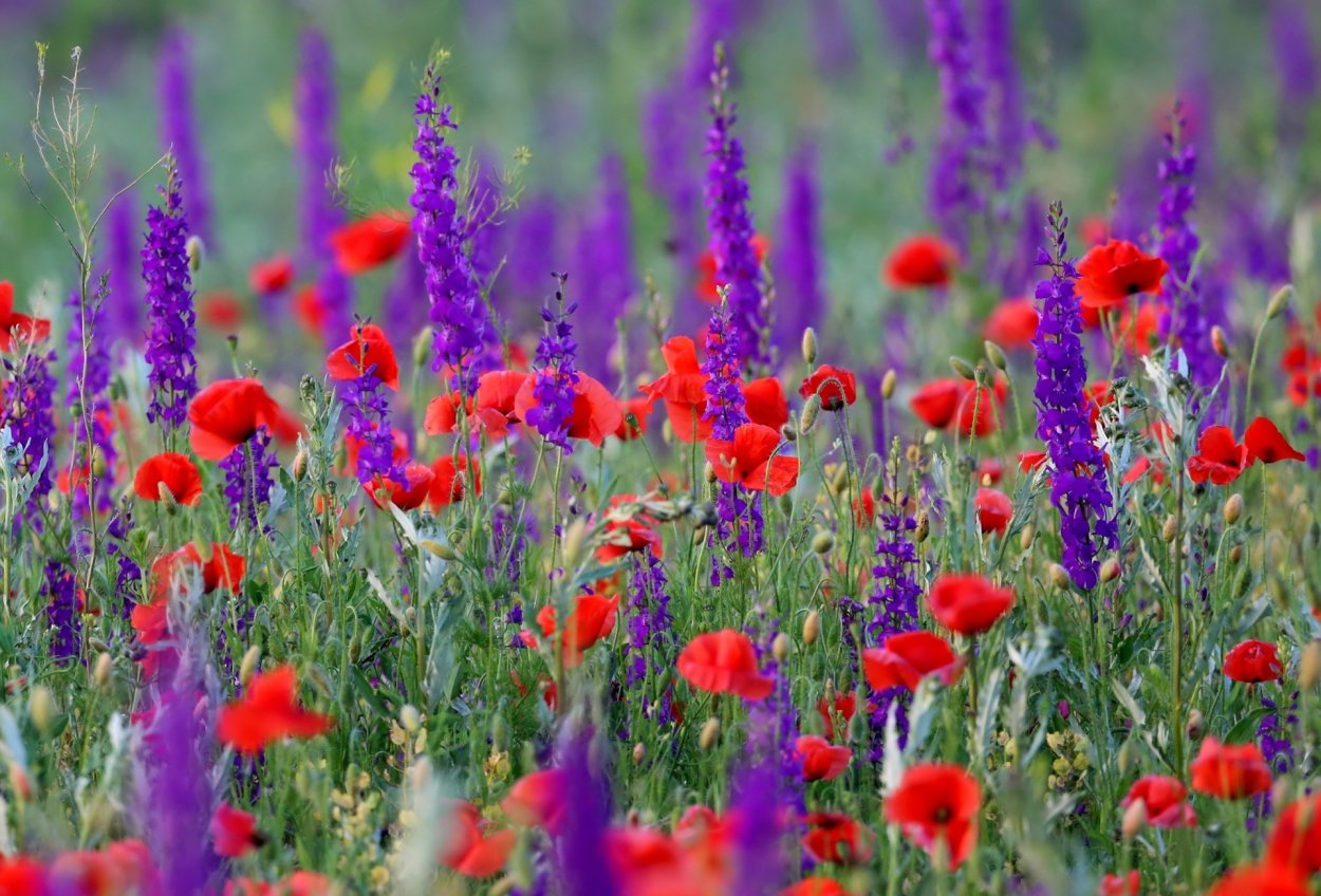 Луговые цветы